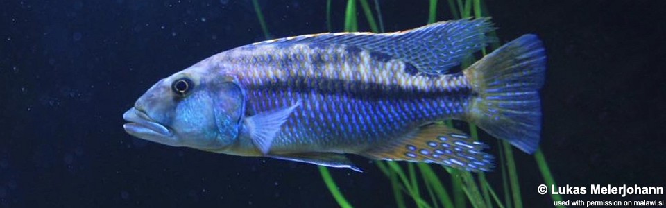 Tyrannochromis maculiceps 'Lupingu'