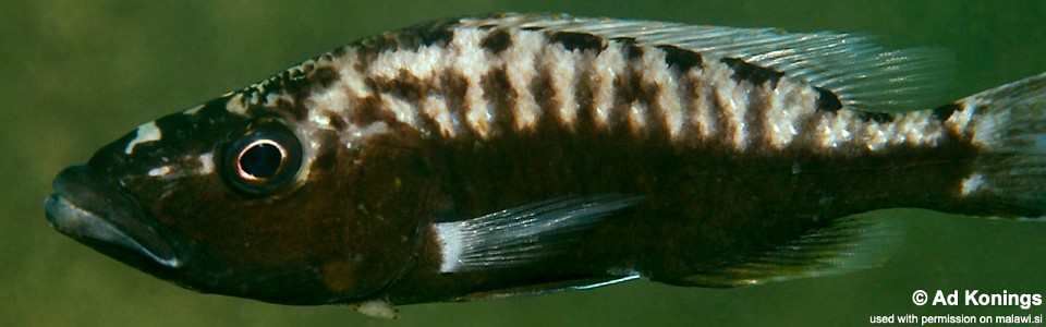Tyrannochromis polyodon 'Lupingu'