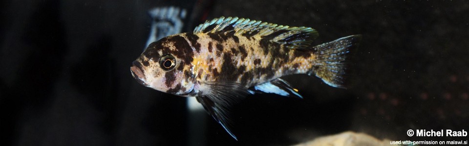 Genyochromis mento 'Lutara Reef (Cove Mountain)'