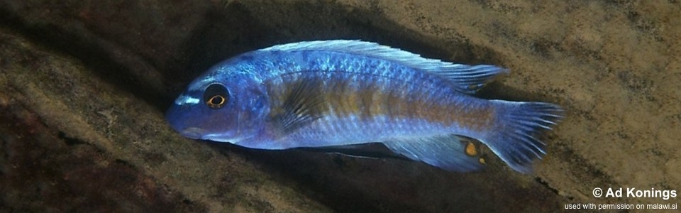 Labeotropheus trewavasae 'Lutara Reef'