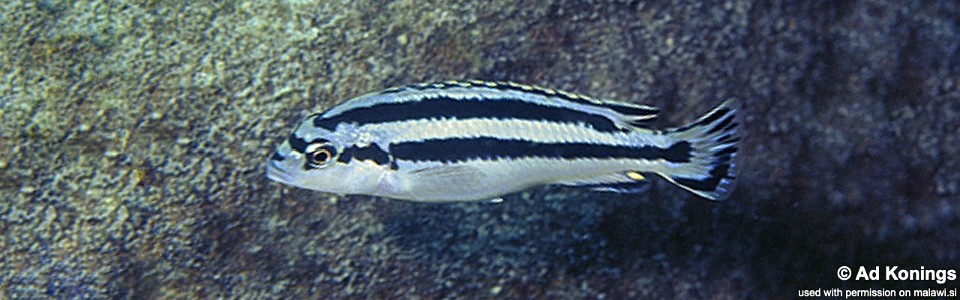Melanochromis loriae 'Lutara Reef (Cove Mountain)'