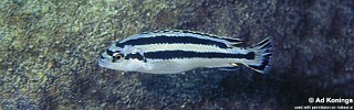 Melanochromis loriae 'Lutara Reef'.jpg