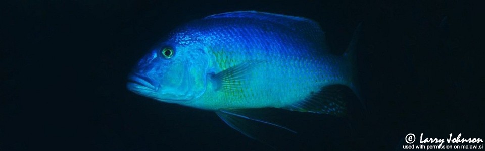 Buccochromis heterotaenia 'Luwala Reef'