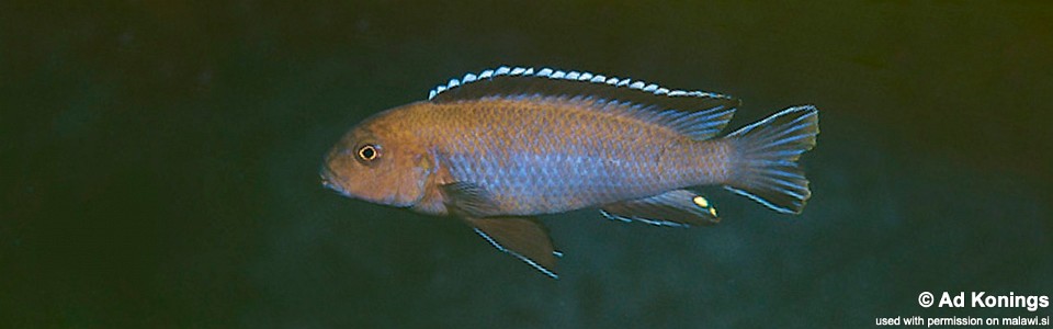 Chindongo sp. 'elongatus brown' Luwala Reef