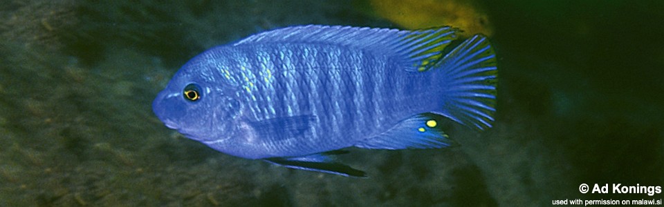 Labeotropheus fuelleborni 'Luwala Reef'