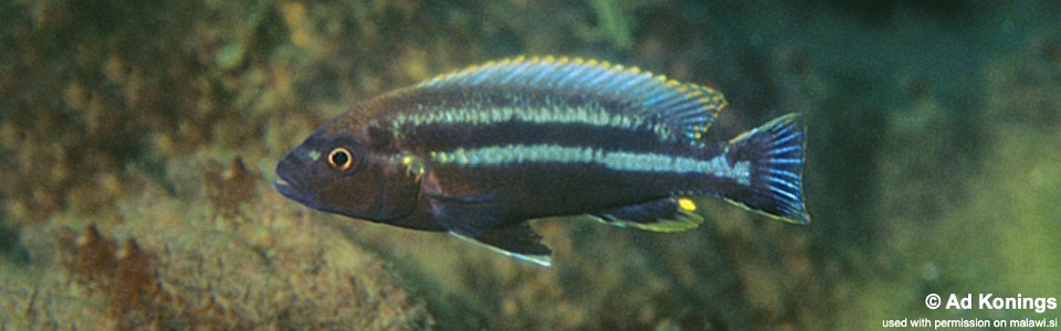 Melanochromis heterochromis 'Luwala Reef'
