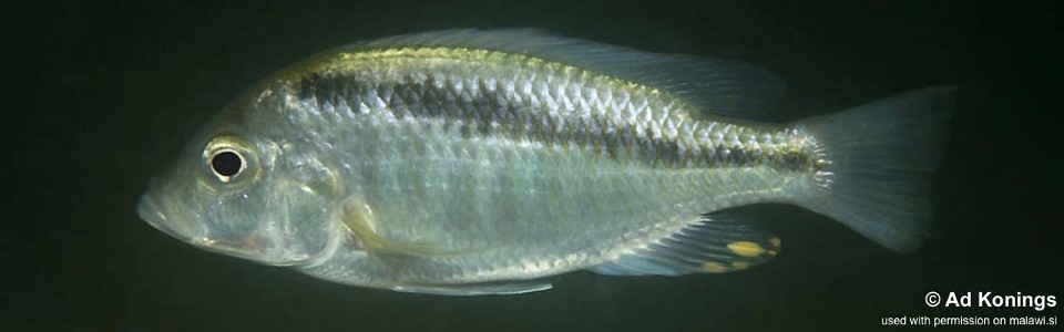 Mylochromis sp. 'chrysogaster line' Luwala Reef