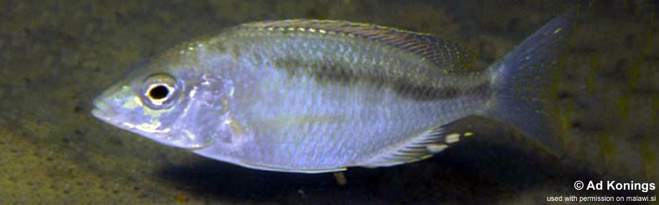 Mylochromis sp. 'liemi small-mouth' Luwala Reef