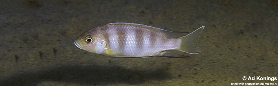 Pseudotropheus livingstonii 'Luwala Reef'