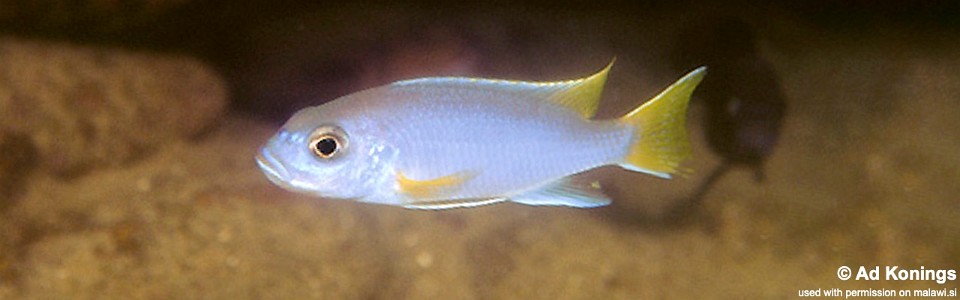 Pseudotropheus sp. 'acei' Luwala Reef 