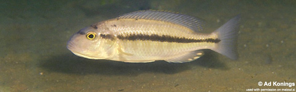 Taeniochromis holotaenia 'Luwala Reef'