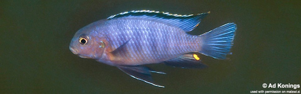 Tropheops sp. 'black dorsal' Luwala Reef