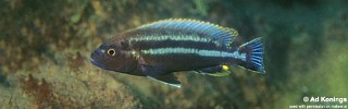 Melanochromis heterochromis 'Luwala Reef'.jpg