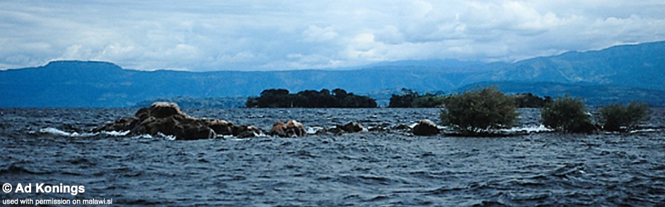Luwino Reef, Lake Malawi, Malawi