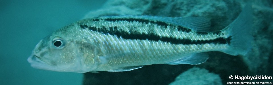 Aristochromis christyi 'Luwino Reef'