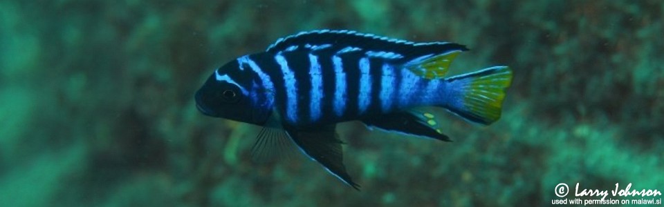 Chindongo sp. 'elongatus mphanga' Luwino Reef