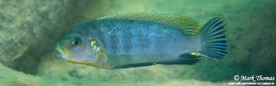 Pseudotropheus perspicax 'Luwino Reef'