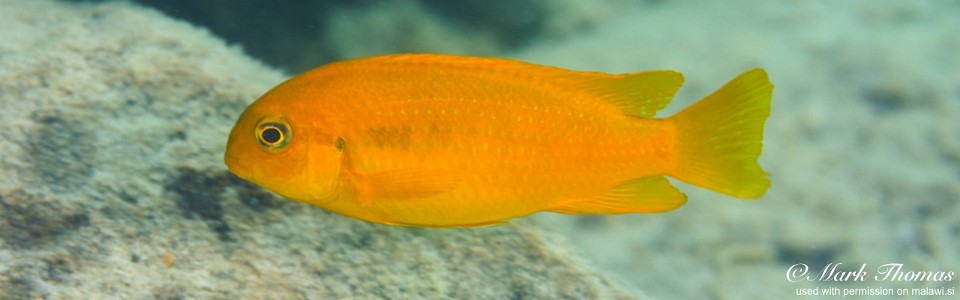 Tropheops sp. 'chilumba' Luwino Reef