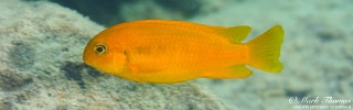 Tropheops sp. 'chilumba' Luwino Reef.jpg