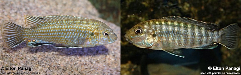 Labidochromis flavigulis 'Machili Island'