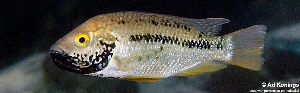 Oreochromis shiranus 'Machili Island'