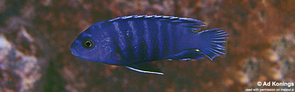 Labidochromis sp. 'gigas lupingu' Magunga