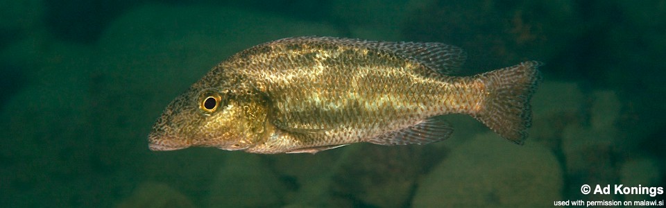 Nimbochromis linni 'Magunga'