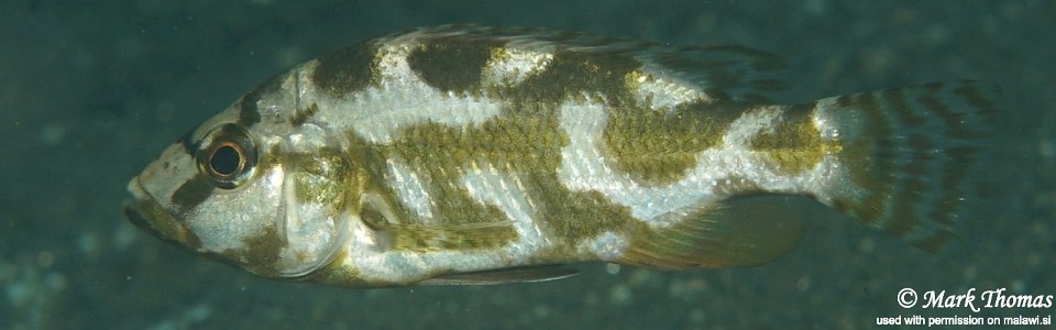 Nimbochromis livingstonii 'Magunga'
