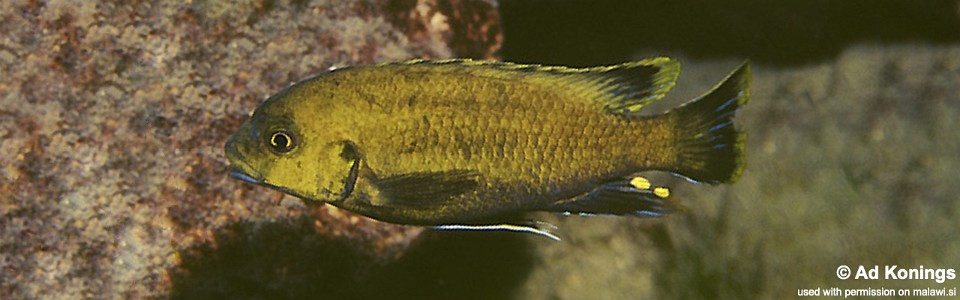 Petrotilapia sp. 'nigra tanzania' Magunga
