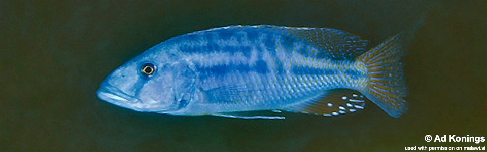 Tyrannochromis nigriventer 'Magunga'