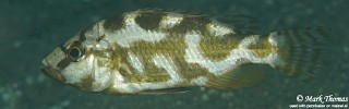 Nimbochromis livingstonii 'Magunga'.jpg