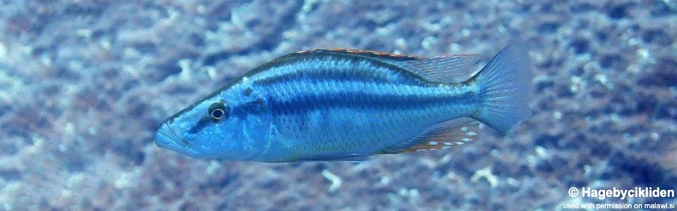 Dimidiochromis compressiceps 'Maingano Island'
