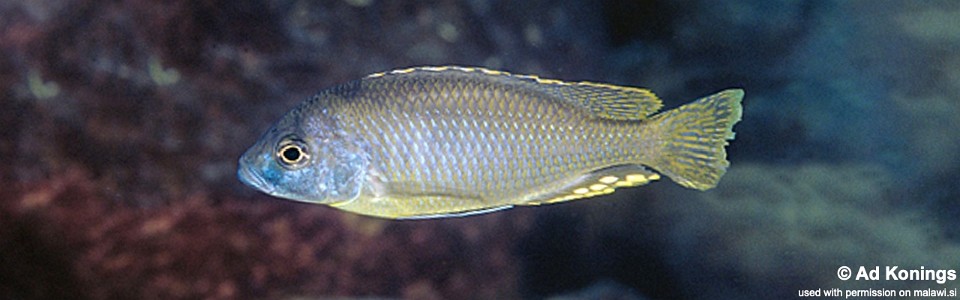 Naevochromis chrysogaster 'Maingano Island'