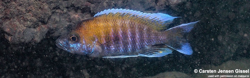 Aulonocara jacobfreibergi 'Makokola Reef'