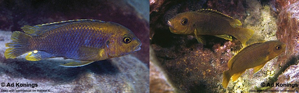 Iodotropheus sprengerae 'Makokola Reef'<br><font color=gray>Iodotropheus declivitas 'Makokola Reef'</font> 