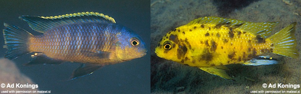 Tropheops sp. 'orange chest' Makokola Reef<br><font color=gray>Tropheops tropheops 'Makokola Reef'</font> 