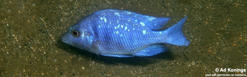 Placidochromis sp. 'phenochilus tanzania' Makonde