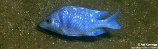 Placidochromis sp. 'phenochilus tanzania' Makonde.jpg