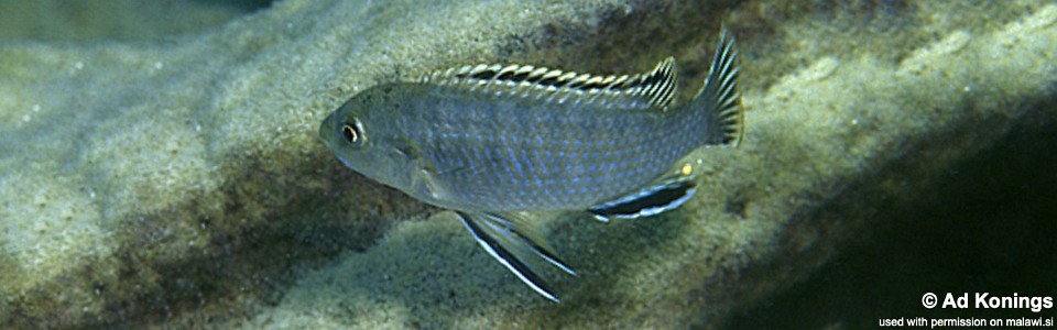 Labidochromis sp. 'mara' Mara Point