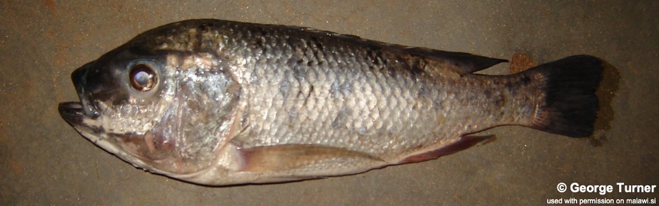 Oreochromis lidole 'Malembo'