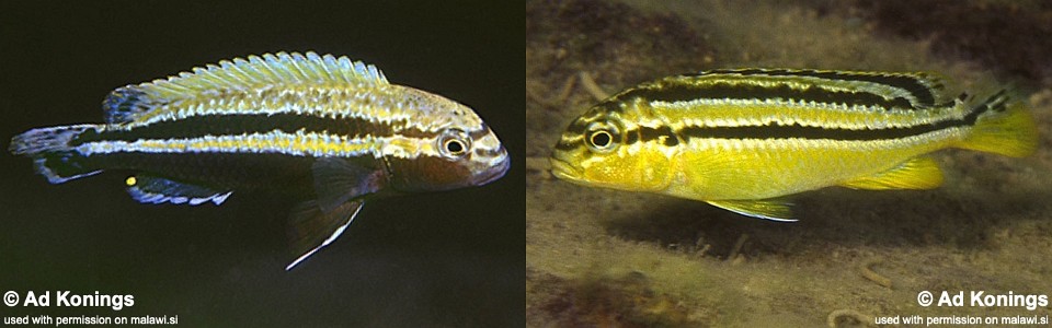 Melanochromis auratus 'Maleri Island'