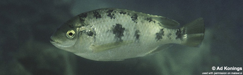 Oreochromis karongae 'Maleri Island'