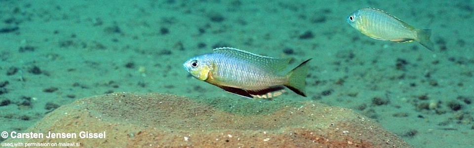 Nyassachromis microcephalus 'Malopa'