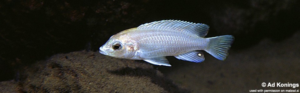 Labidochromis caeruleus 'Manda'