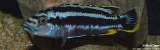 Melanochromis kaskazini 'Manda'.jpg
