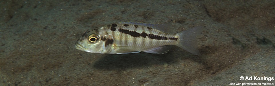 Buccochromis heterotaenia 'Masinje'