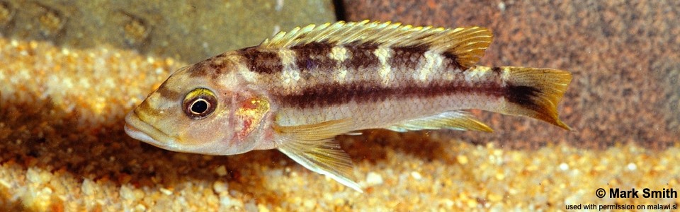 Melanochromis baliodigma 'Masinje'
