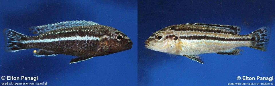 Melanochromis dialeptos 'Masinje'