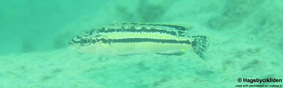 Melanochromis simulans 'Masinje'