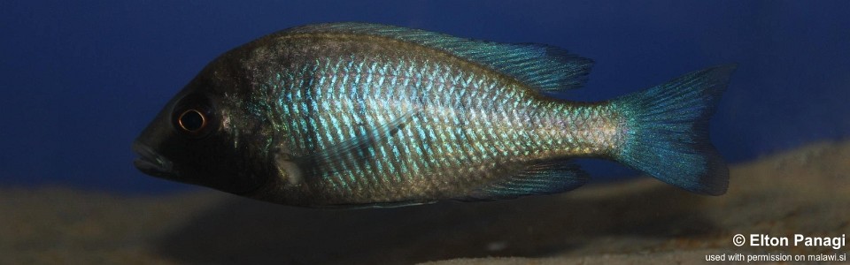Placidochromis sp. 'phenochilus gissel' Masinje